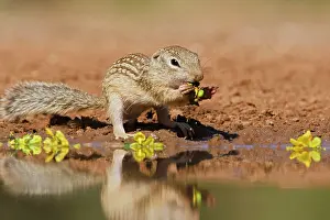 Starr: Mexican Ground Squirrel (Spermophilus mexicanus)