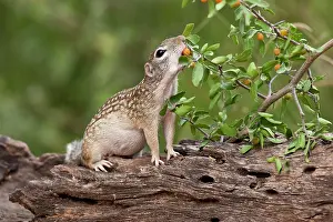 Pallida: Mexican Ground Squirrel (Spermophilus mexicanus)
