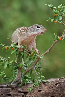 Pallida: Mexican Ground Squirrel (Spermophilus mexicanus)