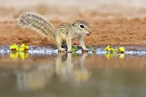 Thirst: Mexican Ground Squirrel (Spermophilus mexicanus)