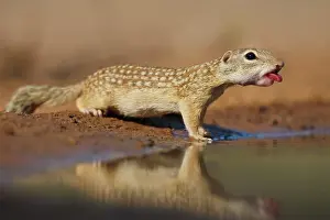 Thirst: Mexican Ground Squirrel (Spermophilus mexicanus)