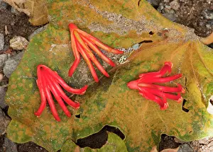 Bob Gibbons: Mexican Hand Tree / Devil's / Monkey's Hand Tree