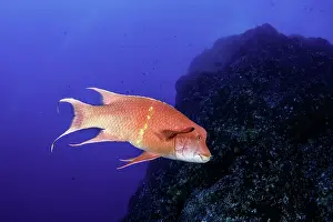 Socorro: Mexican hogfish, Bodianus diplotaenia, Socorro Island