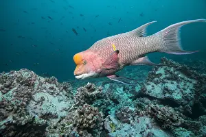Hogfish: Mexican hogfish (Bodianus diplotaenia) male hunting