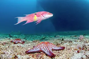 Santo: Mexican hogfish (Bodianus diplotaenia) and Panamic