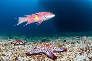 Oreasteridae: Mexican hogfish (Bodianus diplotaenia) and Panamic