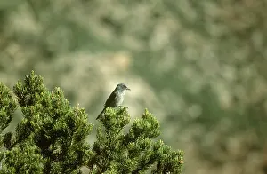 Aphelocoma: Mexican Jay