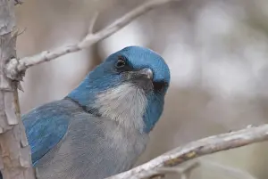 Aphelocoma: Mexican jay, Aphelocoma ultramarina