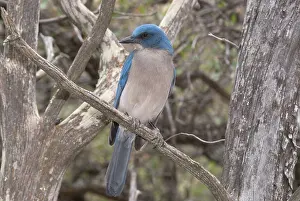 Aphelocoma: Mexican jay, Aphelocoma ultramarina