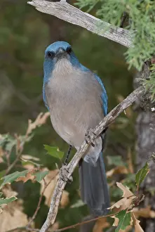 Aphelocoma: Mexican jay, Aphelocoma ultramarina