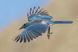 Ken Archer: Mexican jay preparing to alight in the desert of southern