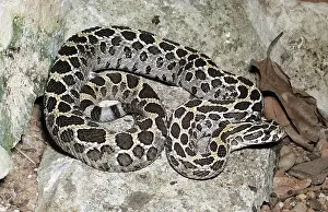 Lance: Mexican Lance-Headed Rattlesnake