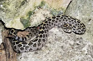 Lance: Mexican Lance-Headed Rattlesnake