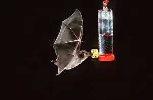 Feeders: Mexican long-nosed / long-tongued BAT - at hummingbird
