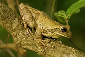 Smilisca: Mexican Masked Treefrog