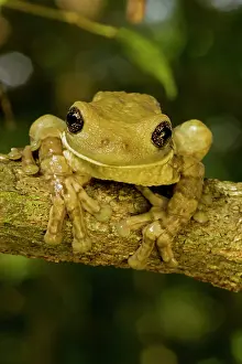 Smilisca: Mexican Masked Treefrog