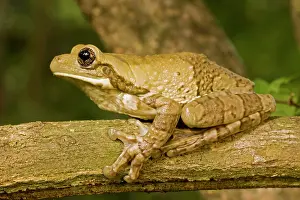 Smilisca: Mexican Masked Treefrog