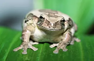 Smilisca: Mexican Masked Treefrog