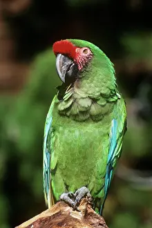 Mexicana: MEXICAN MILITARY MACAW