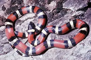 Stripes: MEXICAN MILK SNAKE - ON ROCKS