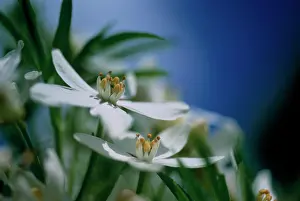 Aztec: Mexican Orange Blossom