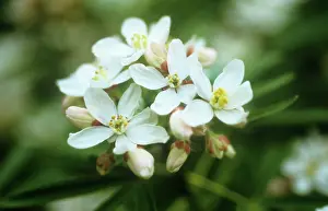 Pearl: Mexican Orange Blossom