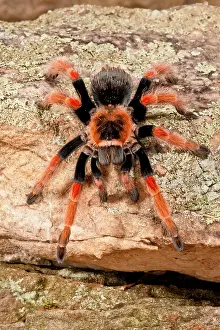 Brachypelma: Mexican Painted Leg Tarantula, Brachypelma