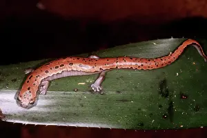 Bolitoglossa: Mexican Palm Salamander