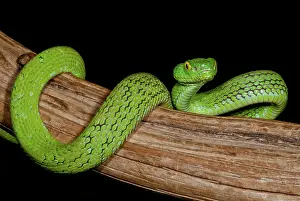 Pits: Mexican Palm Viper