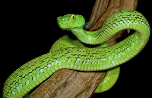 Pits: Mexican Palm Viper