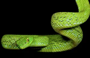 Pits: Mexican Palm Viper
