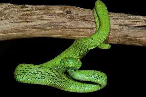 Pits: Mexican Palm Viper