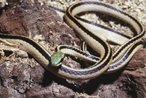 Mexicanus: Mexican Parrot Snake