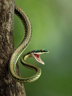 Opened: Mexican Parrot Snake (Leptophis mexicanus), Guatemala