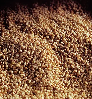 Kernel: Mexican pinenut, Pinus cembroides, Masses of pine