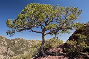 Gymnosperm: Mexican Pinyon Pine - in the Chisos mountains