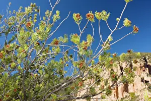 Pinyon: Mexican Pinyon Pine in the form sometimes described