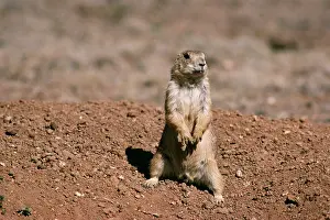 Cynomys: Mexican Prairie Dog