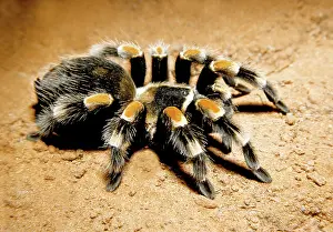 Mexican: Mexican Red-kneed Tarantula
