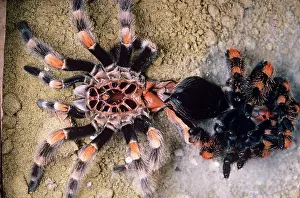 Brachypelma: Mexican Red-Kneed Tarantula / Bird-Eating Spider