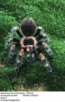 Brachypelma: Mexican Red-Kneed Tarantula / Bird-Eating Spider
