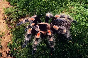 Brachypelma: Mexican Red-Kneed Tarantula / Bird-Eating Spider