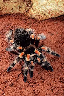 Tarantulas: Mexican Red-Kneed Tarantula / Bird-Eating Spider