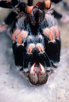 Tarantulas: Mexican Red-Kneed Tarantula / Bird-Eating Spider