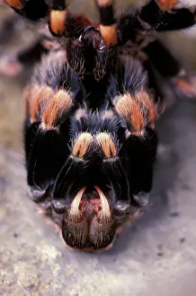 Tarantulas: Mexican Red-Kneed Tarantula / Bird-Eating Spider