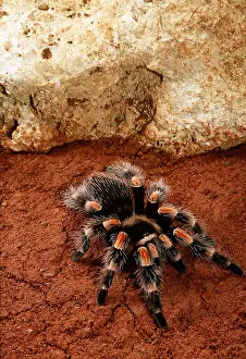Tarantulas: Mexican Red-Kneed Tarantula / Bird-Eating Spider