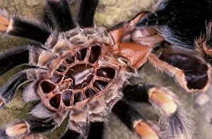 Tarantulas: Mexican Red-Kneed Tarantula / Bird-Eating Spider - Moulting