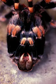 Tarantulas: Mexican red-kneed tarantula / bird-eating SpidersS-moulting