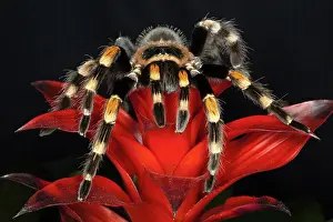 Brachypelma: Mexican Red-Kneed Tarantula (Brachypelma