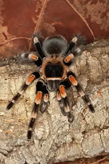 Brachypelma: Mexican Red-Kneed Tarantula (Brachypelma